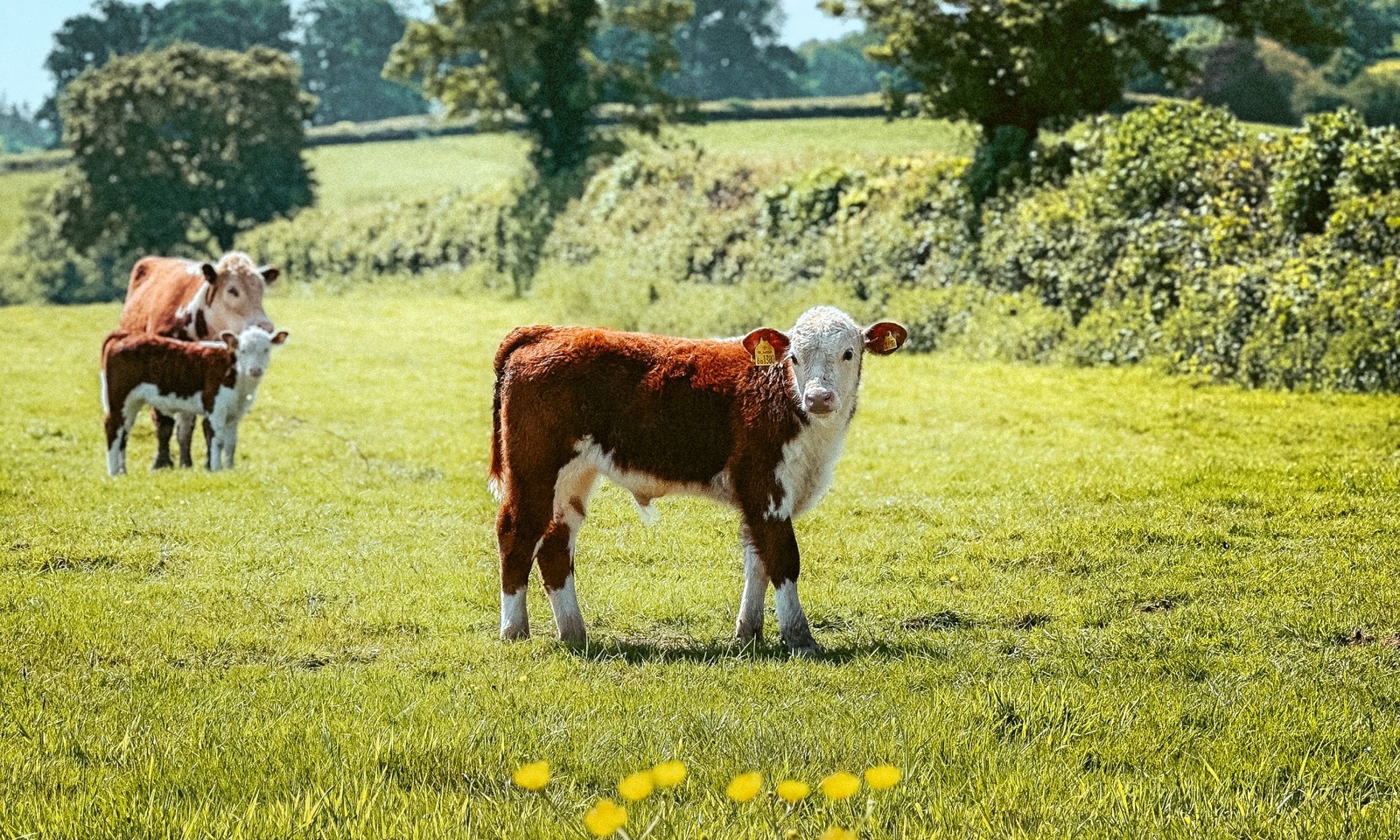 Farmer John's Farm Tours